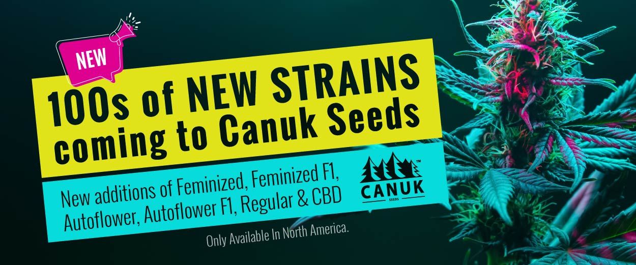 New Canuk Seeds