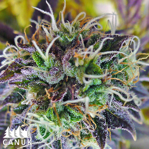 purple kush cannabis strain