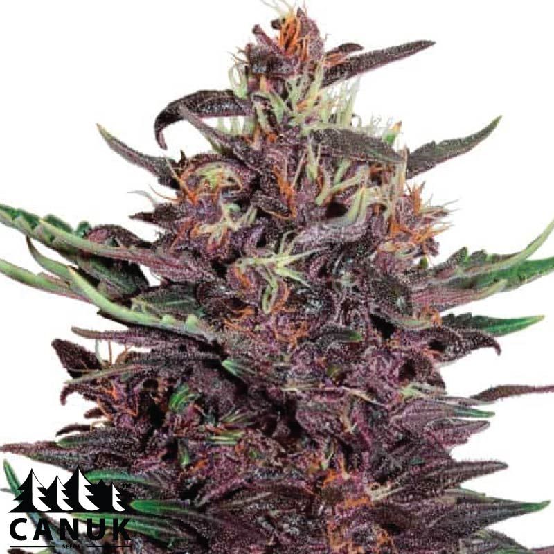 Critical Purple Kush Feminized Seeds ELITE STRAIN