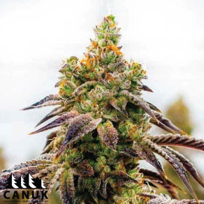 バクバクファクトリーページ　Tangie Tangie Autoflower Seeds For Sale | Buy Online >>> ILGM
