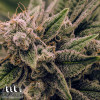 Acapulco Gold Feminized Seeds - ELITE STRAIN