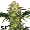 Afghan Kush Feminized Seeds - ELITE STRAIN