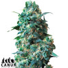 Afghan Kush Regular Seeds - ELITE STRAIN