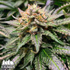 Amnesia Lemon Fast Feminized Seeds