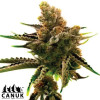 Amnesia Kush Autoflowering Feminized Seeds - ELITE STRAIN