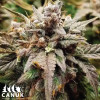 Apple Fritter Fast Version Feminized Seeds - ELITE STRAIN