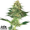 Banana Kush Regular Seeds - ELITE STRAIN