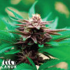 Blackberry Kush Feminized Seeds - ELITE STRAIN