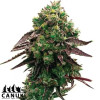 Blueberry X OG Kush Feminized Seeds - ELITE STRAIN