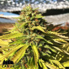 White Banner Feminized Seeds - ELITE STRAIN - CLEARANCE
