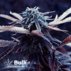 Grand Daddy Purps Regular Seeds (Bulk Seeds) **While Supplies Last**