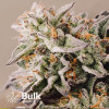 Gelato Autoflowering Feminized Seeds (Bulk Seeds) - ELITE STRAIN