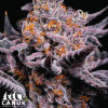 Bubblegum Sherbert Feminized Seeds - ELITE STRAIN