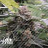 Double Chocolate Feminized Seeds - ELITE STRAIN