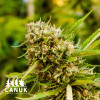 Mazar Feminized Seeds - ELITE STRAIN