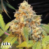 Chocolopez Feminized Seeds - ELITE STRAIN