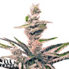 Early Skunk Fast Version Feminized Seeds - ELITE STRAIN