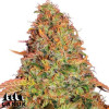 Glue Gelato Autoflowering Feminized Seeds - ELITE STRAIN