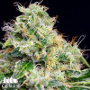 Killer Cheese Dawg Fast Feminized Seeds