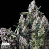 King TUT Feminized Seeds - ELITE STRAIN