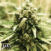 LSD Feminized Seeds - ELITE STRAIN 