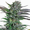 Mango Merengue Feminized Seeds - ELITE STRAIN