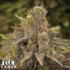 Permanent Marker Feminized Seeds - ELITE STRAIN