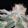 Strawberry Cheesecake Feminized Seeds - ELITE STRAIN