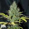Sweet Tooth Auto Feminized Seeds - CLEARANCE