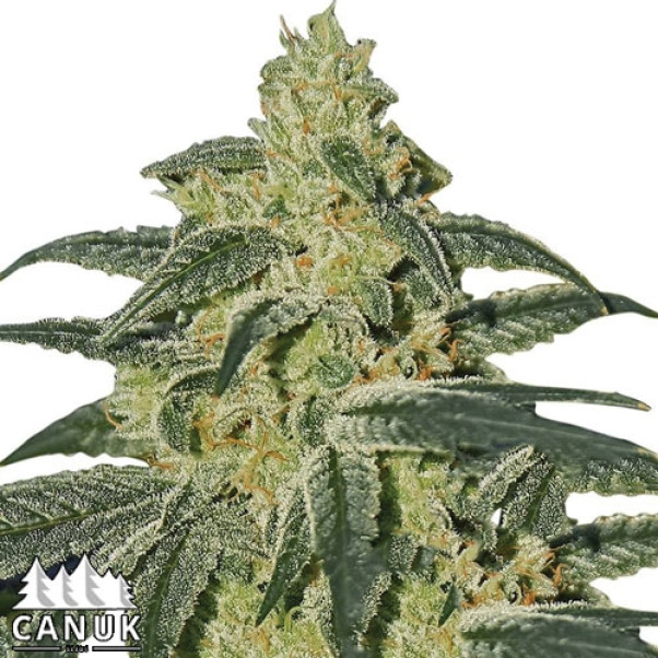 Afghan Hash Plant Feminized Seeds - ELITE STRAIN