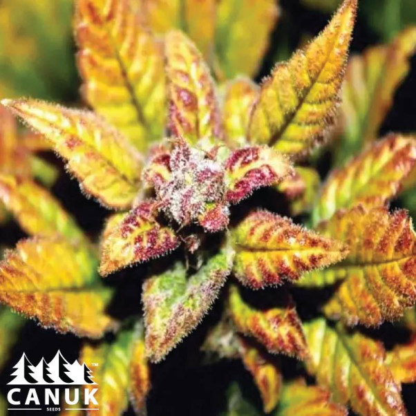 Afghan Kush X Super Skunk Feminized Seeds - ELITE STRAIN