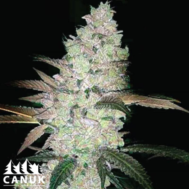 Apple And Banana Feminized Seeds - ELITE STRAIN