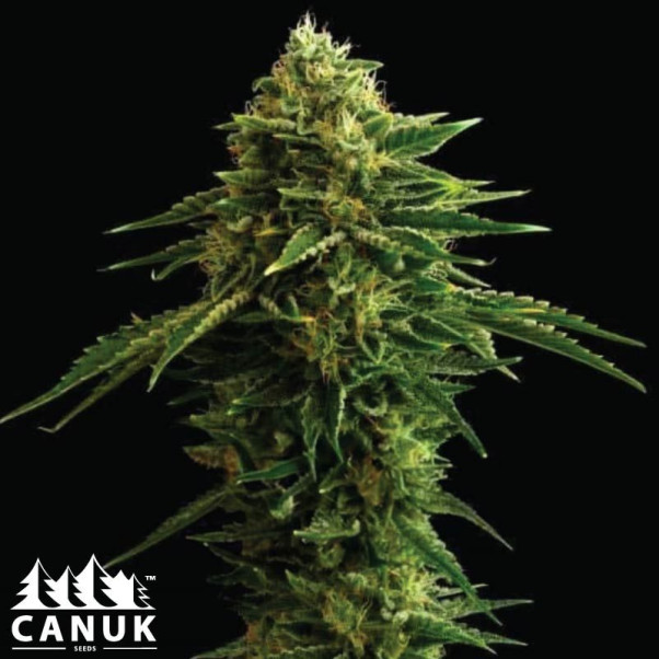 Banana Zkittlez Feminized Seeds - ELITE STRAIN