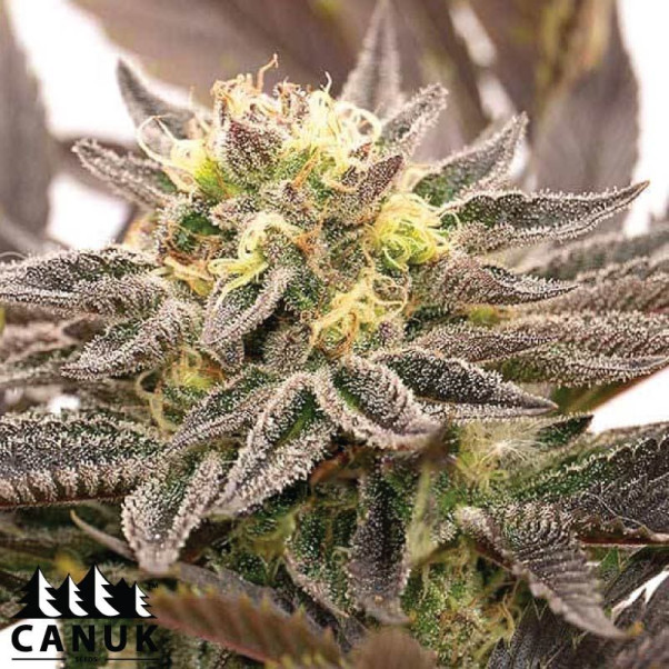 Black Domina X Banana Kush Feminized Seeds - ELITE STRAIN