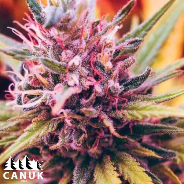 Blueberry Kush Regular Seeds - ELITE STRAIN