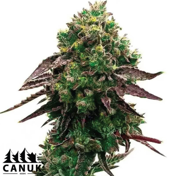 Blueberry X OG Kush Feminized Seeds - ELITE STRAIN