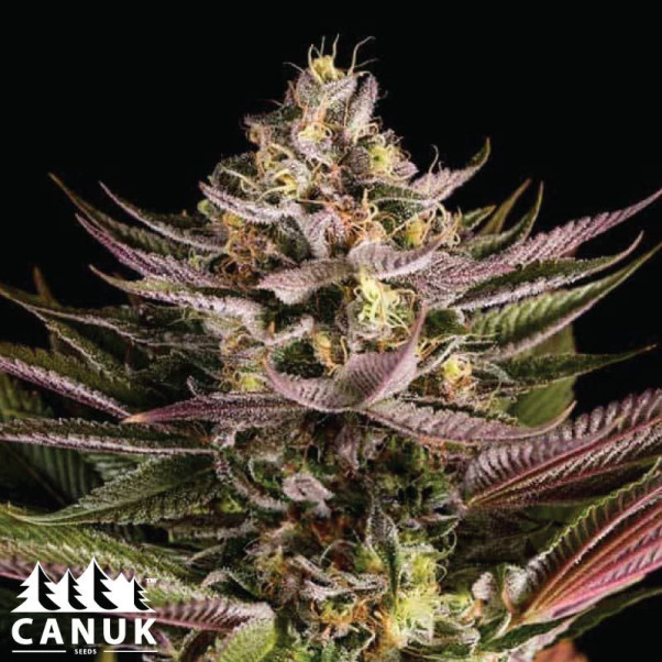 Blue Colombian Kush Feminized Seeds - ELITE STRAIN