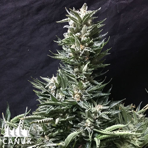 Bruce Banner Regular Seeds - ELITE STRAIN 