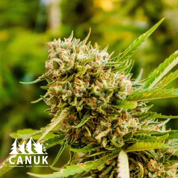Mazar Feminized Seeds - ELITE STRAIN - CLEARANCE