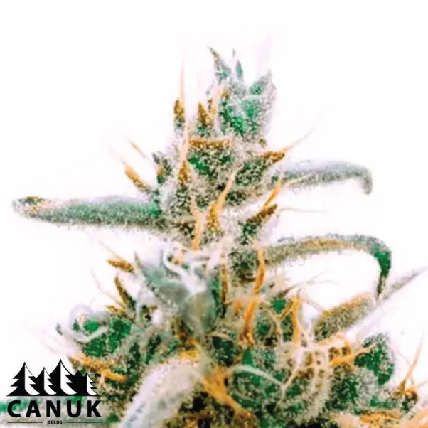 Critical Jack Feminized Seeds - ELITE STRAIN