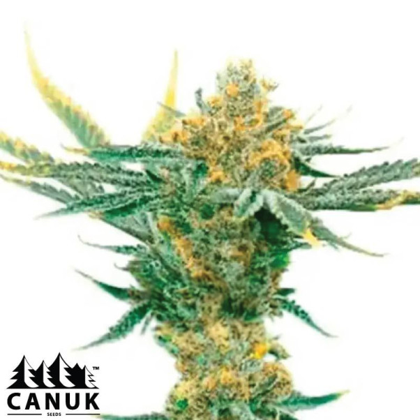 Critical Kush Feminized Seeds - ELITE STRAIN