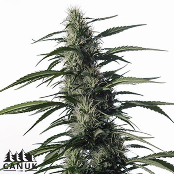 Elixir CBD AUTO FEMINIZED Seeds