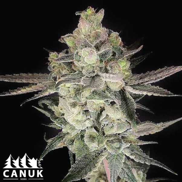 Gary Payton Feminized Seeds - ELITE STRAIN