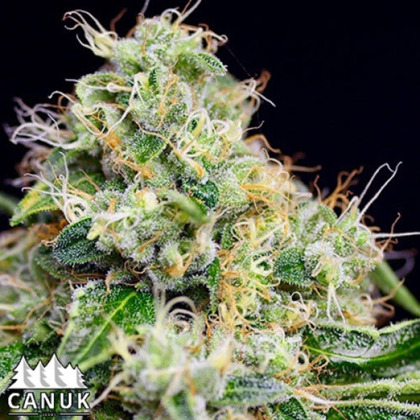 Killer Cheese Dawg Fast Feminized Seeds