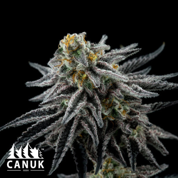 MAC Feminized Seeds - ELITE STRAIN