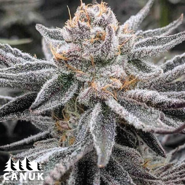 Purple skirt strain outlet