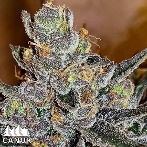 Tropicanna Glookies Feminized Seeds - ELITE STRAIN - CLEARANCE