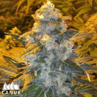 Iced Skunk Feminized Seeds