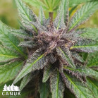 Tangie Scout Regular Seeds - CLEARANCE
