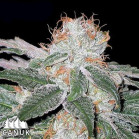 White Widow Auto Feminized Seeds